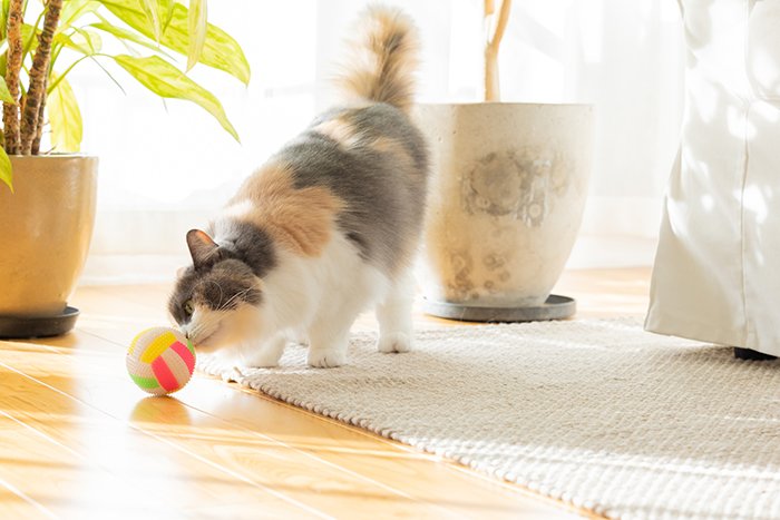 ペット可賃貸物件に住む猫