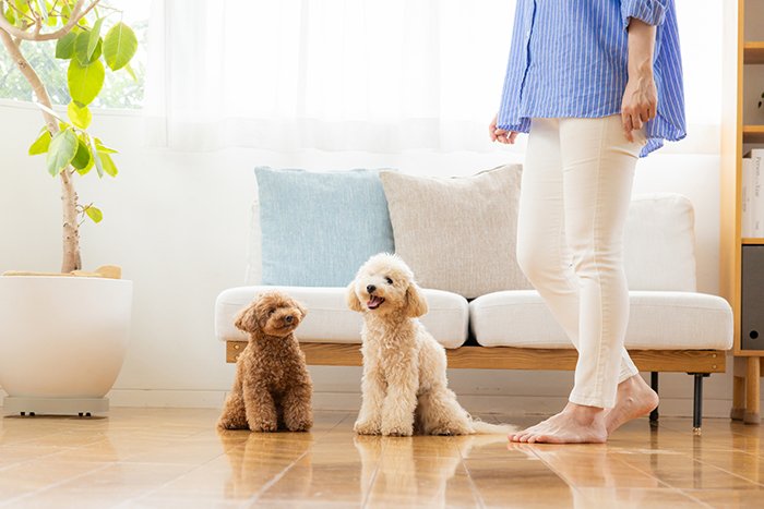ペット可賃貸物件に犬2匹と暮らす人