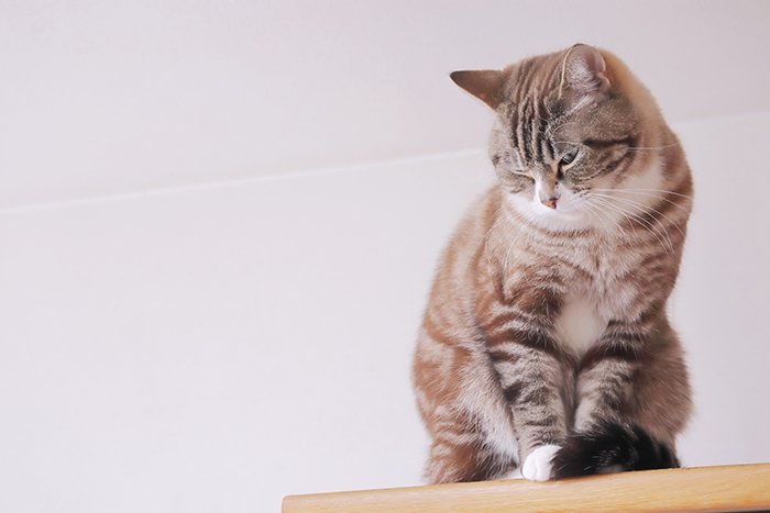 たたずんでいる猫