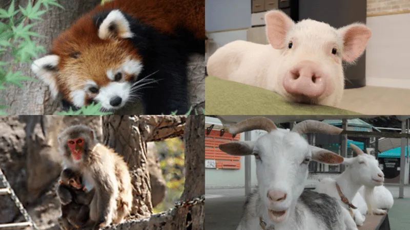 ※市川市動植物園公式サイトより